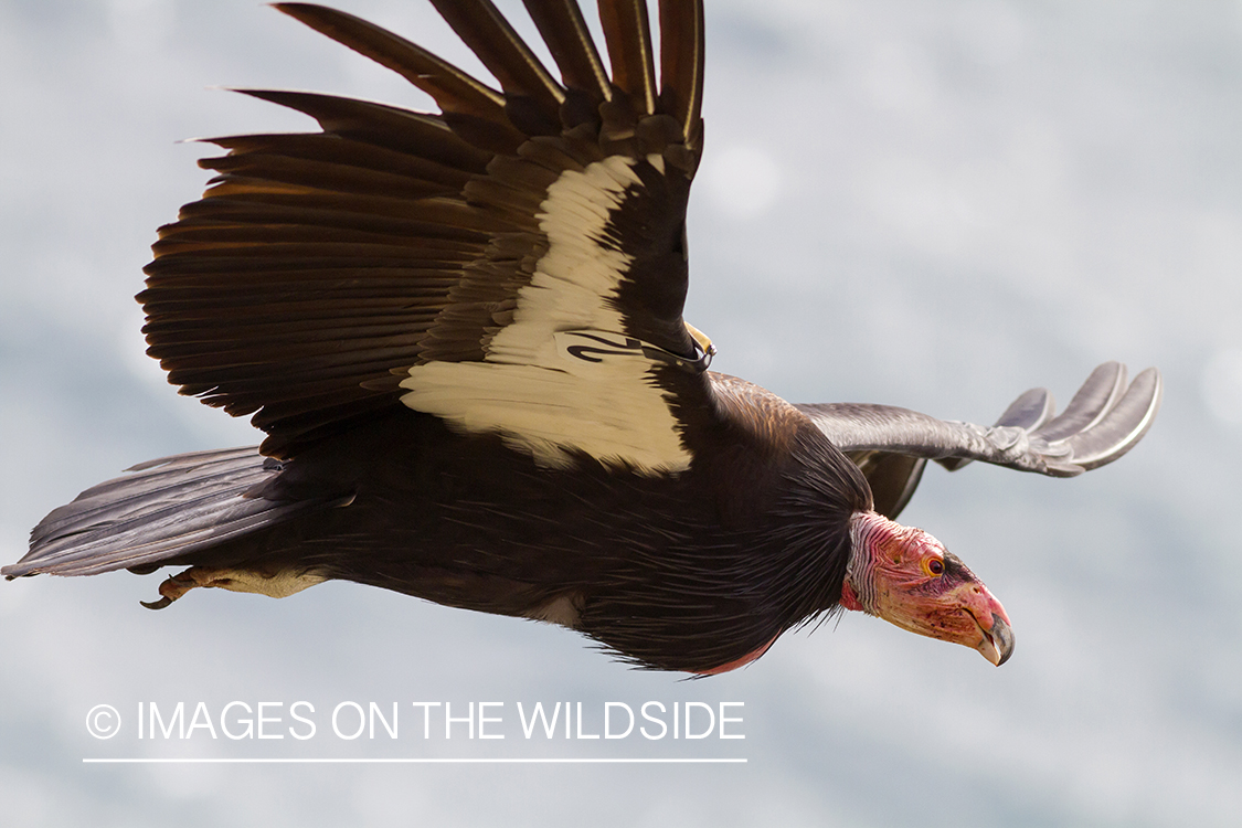 California Condor in flight.