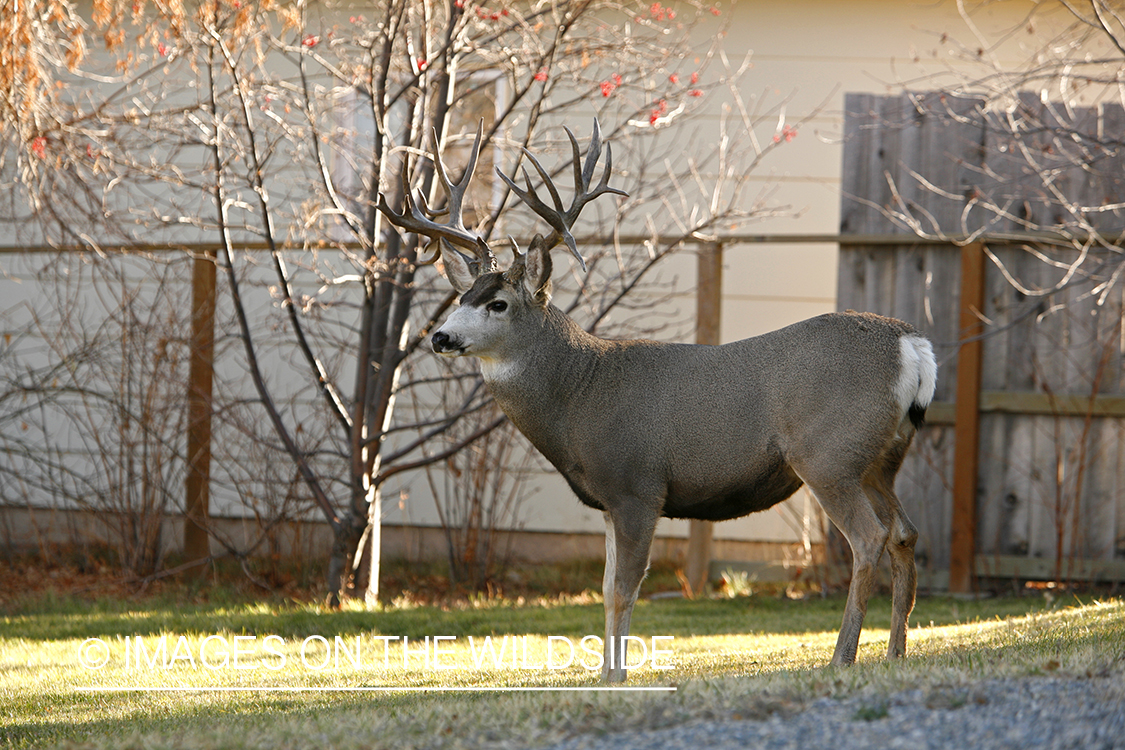 Mule deer in urban setting
