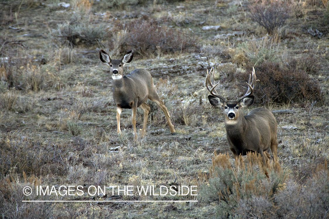 Mule deer 