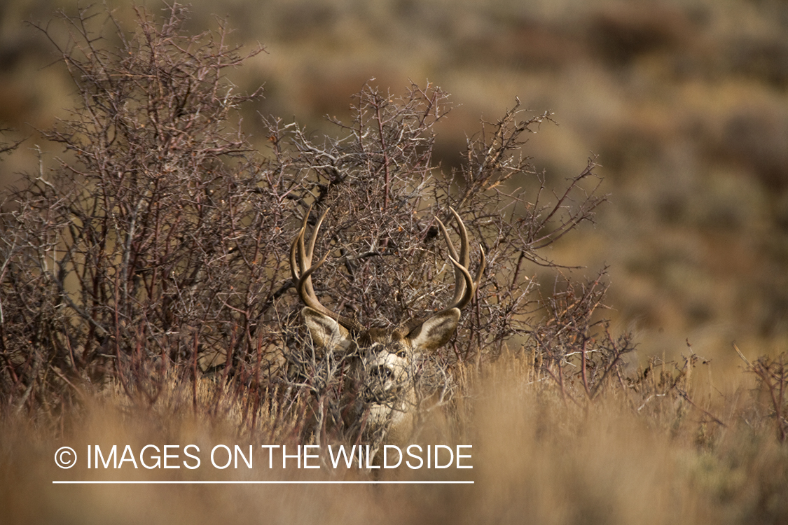 Mule deer 