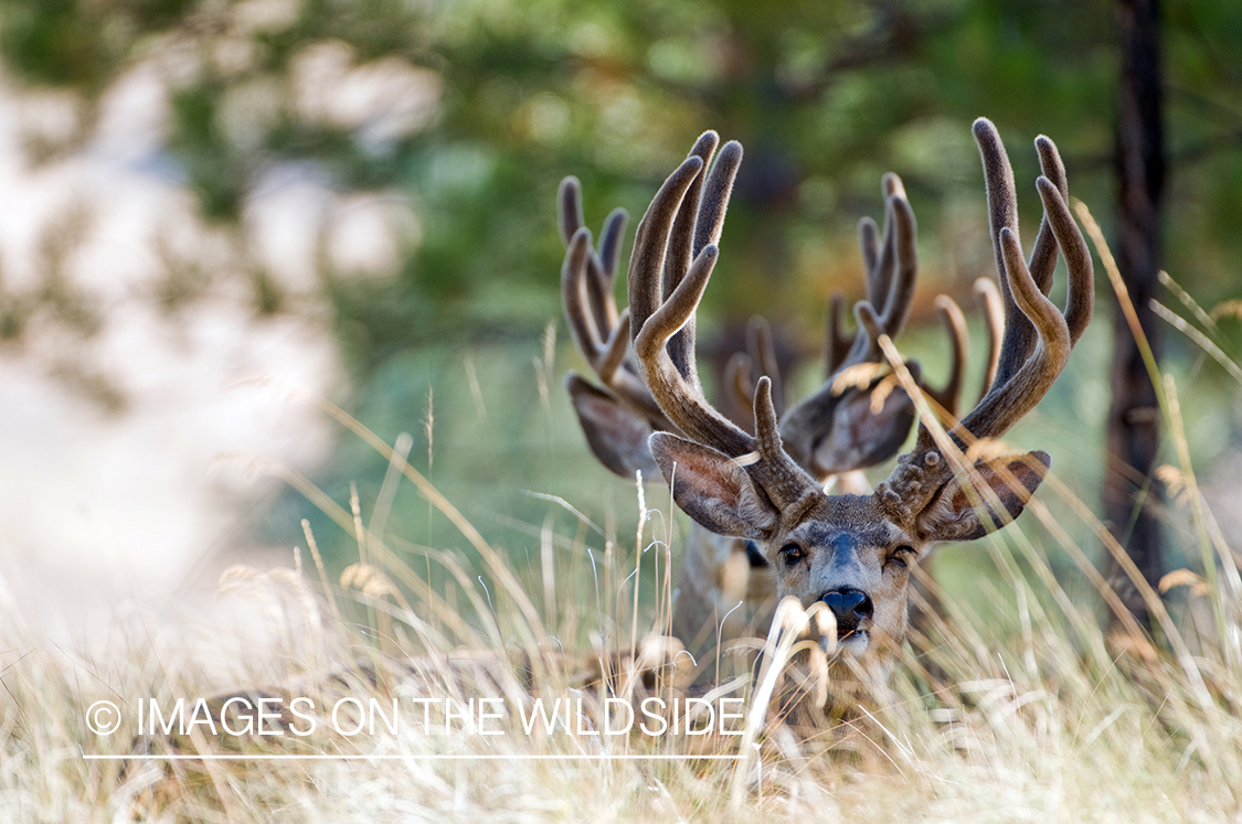Mule Bucks in Velvet 
