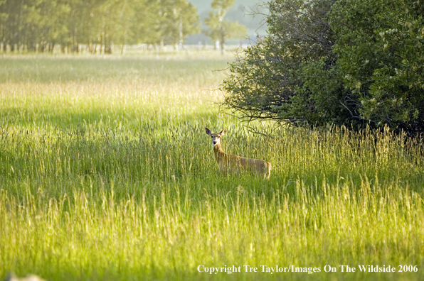 White-tailed deer in habitat.
