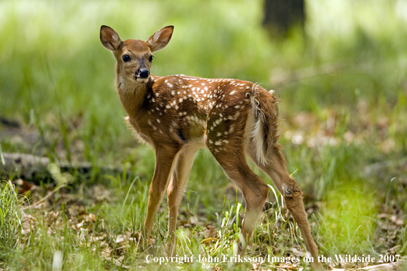 White-tailed fawn in habitat.