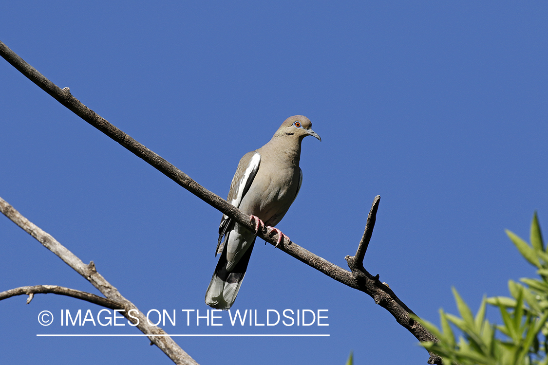 White-winged Dove perched in tree.