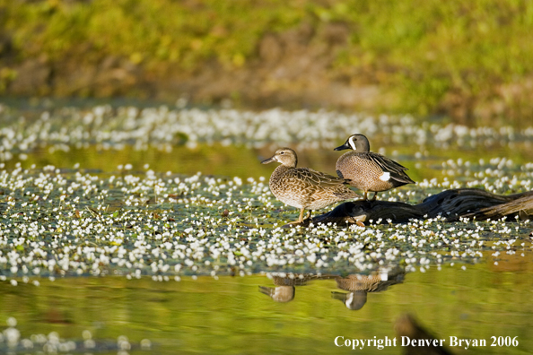 Blue-winged Teal duck pair.