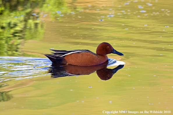 Cinnamon Teal drake in habitat