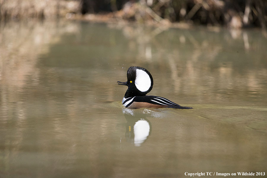 Hooded Merganser drake swimming.
