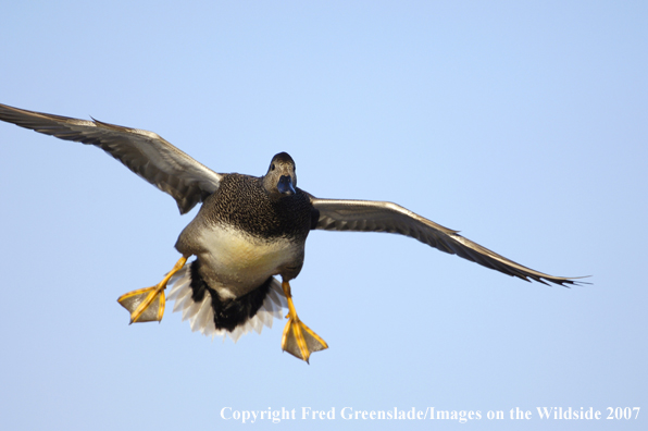 Gadwall duck in flight