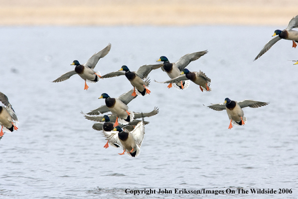 Mallard ducks in habitat.