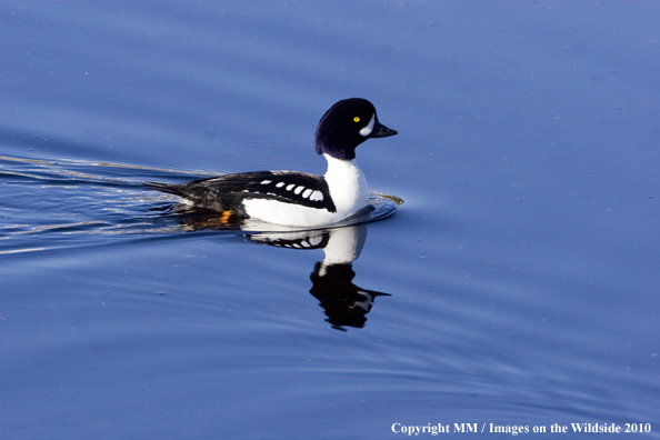 Barrow's Goldeneye Drake in habitat
