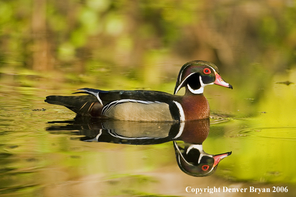 Close-up of a Wood duck drake swimming.