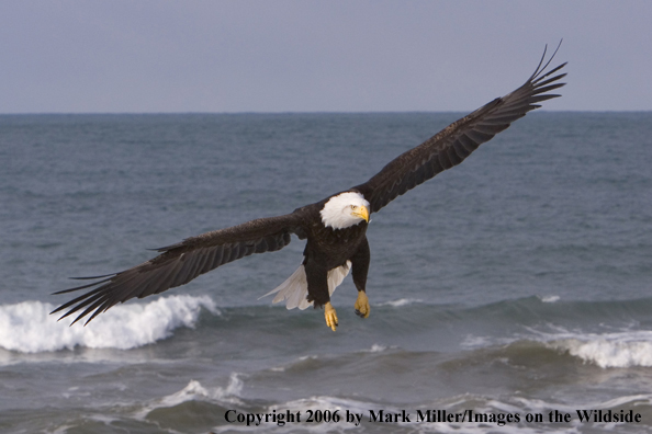 Bald Eagle in flight.