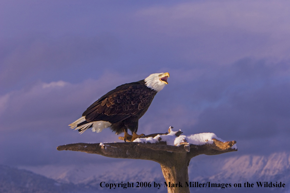 Bald Eagle in habitat.