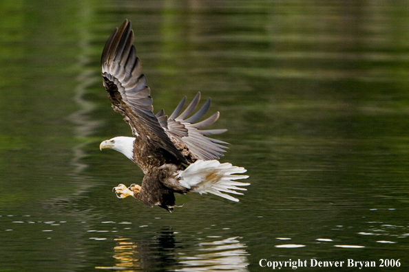 Bald Eagle in flight across water.