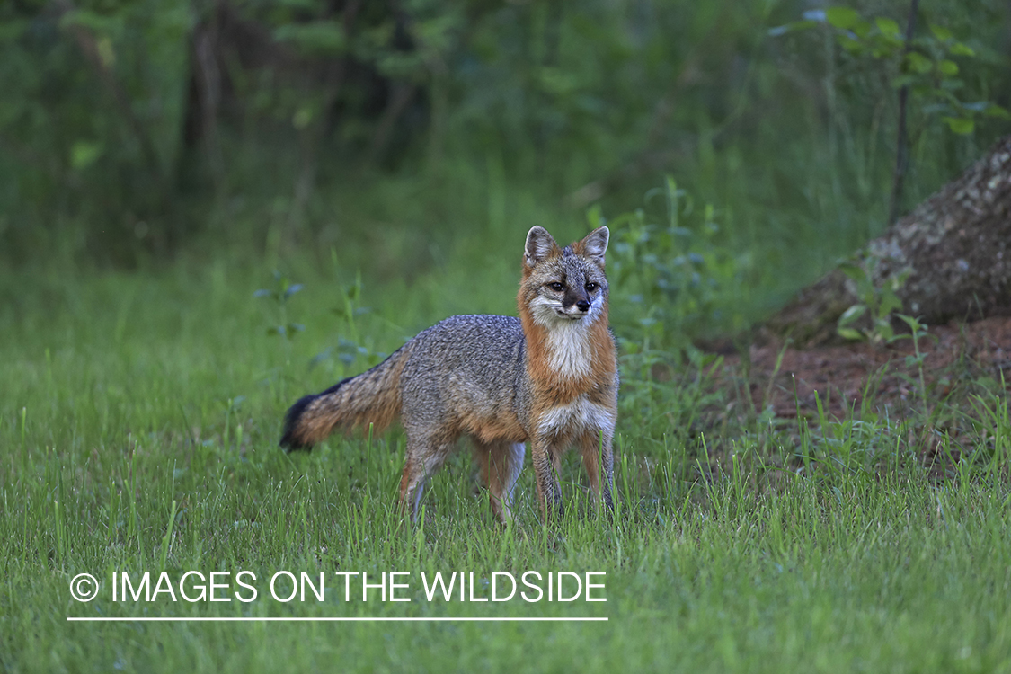 Gray fox in habitat.