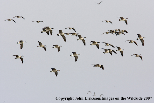 Canada geese in habitat.
