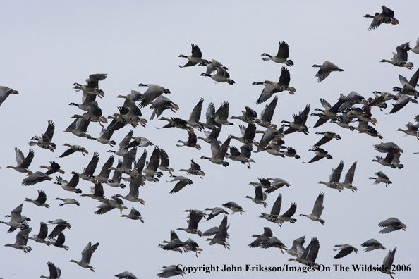 White-fronted geese in habitat.