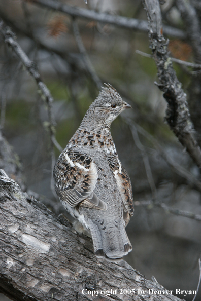 Ruffed grouse in habitat.