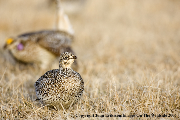 Sharp-tailed grouse in habitat.