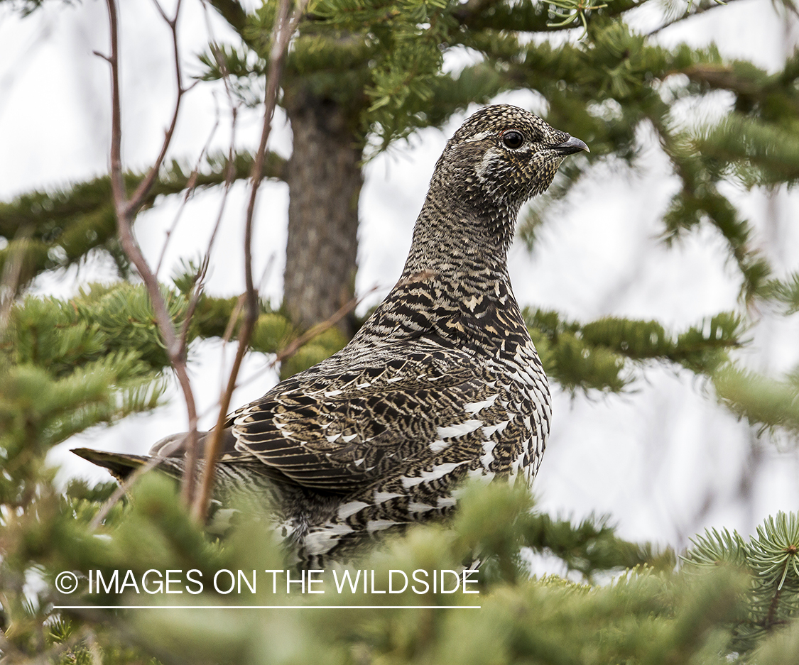 Spruce Grouse in habitat.