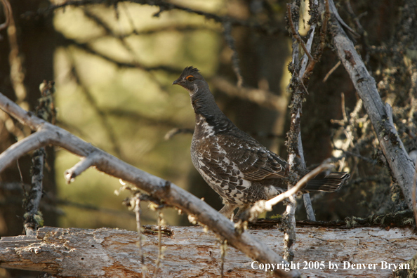 Blue grouse in habitat.