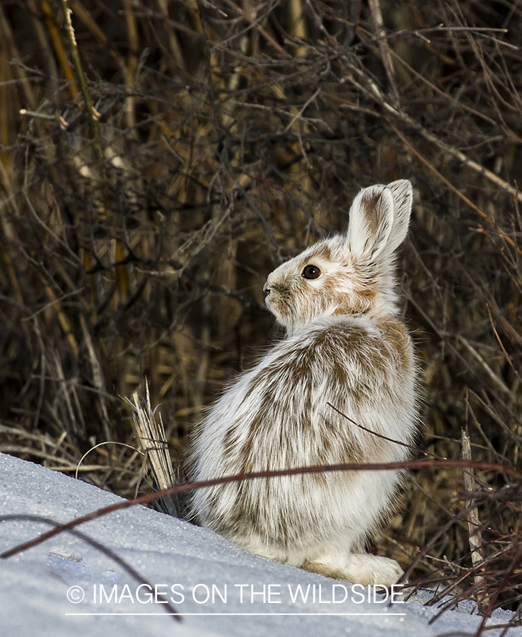 Snowshoe Hare
