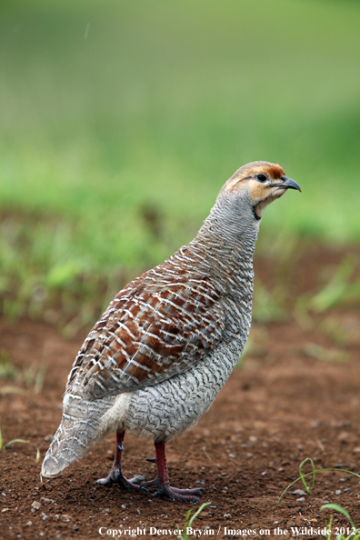 Francolin in habitat. 
