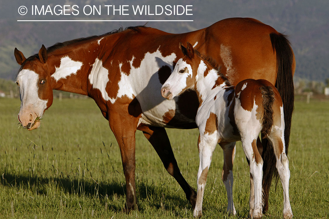 Paint Horse mare with foal in pasture.