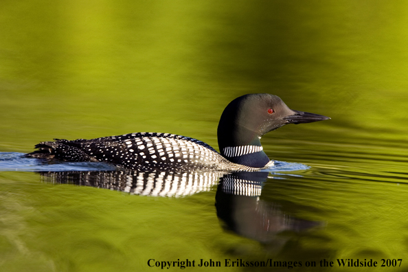 Loon in habitat