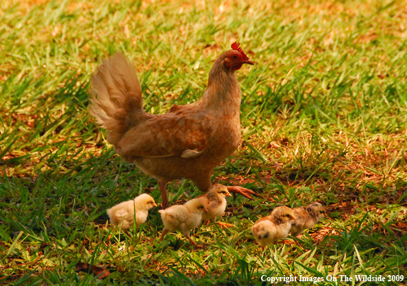 Feral Bantam Hen with baby chicks