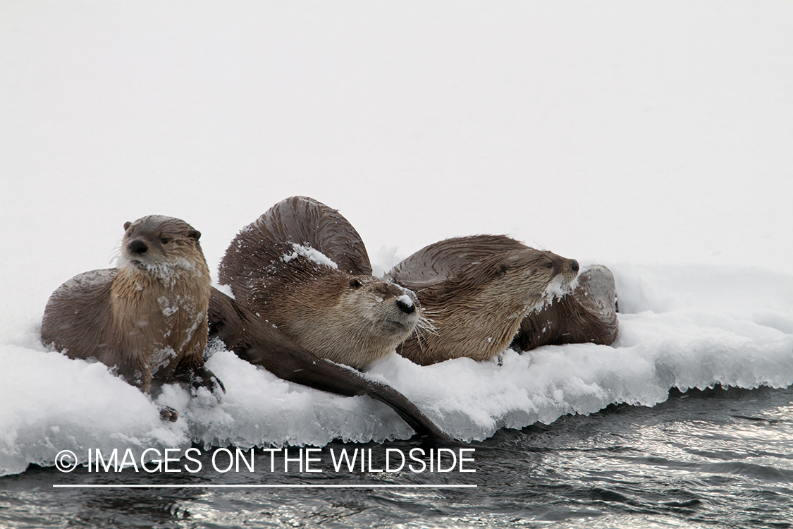 River Otters in winter habitat.