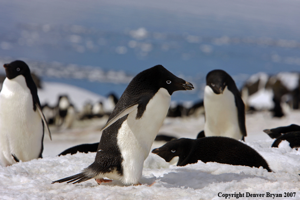 Adelie Penguin in habitat