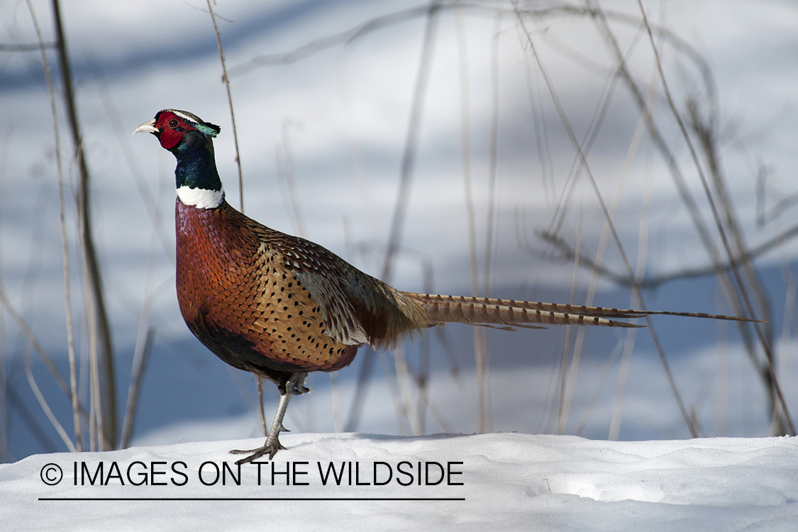 Ring-necked pheasant in winter habitat.