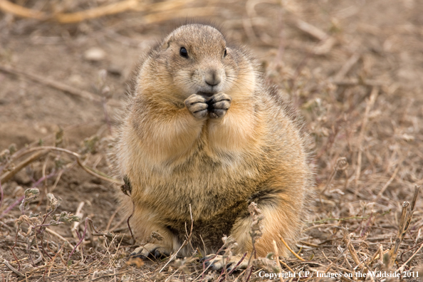 Prairie dog eating. 