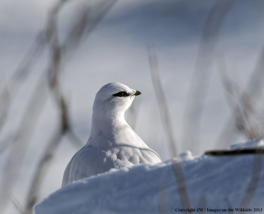 Rock ptarmigan in habitat.
