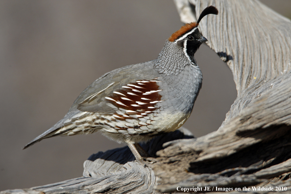 Gamble's Quail in habitat.