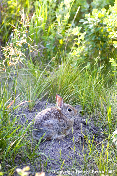 Cottontail Rabbit