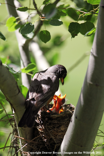 Mother Robin feeding her young