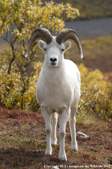 Dall sheep in habitat. 
