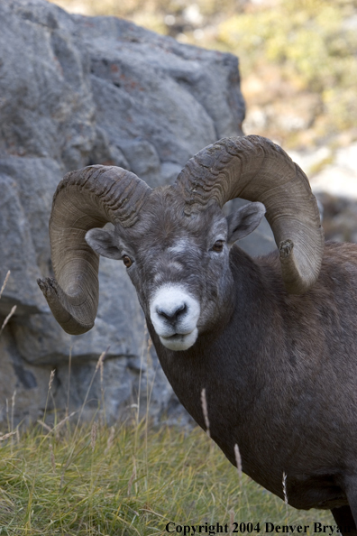 Rocky Mountain bighorn sheep (ram).