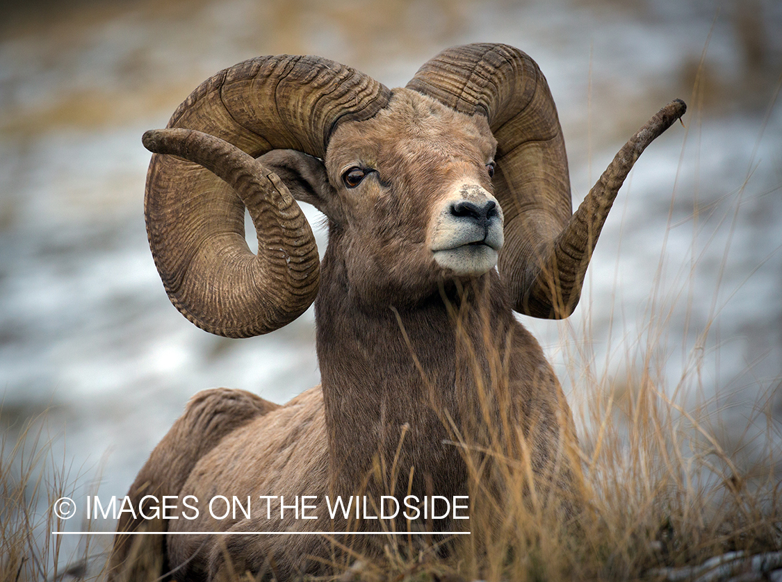 Bighorn sheep ram in habitat.
