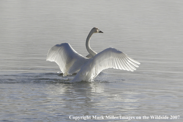 Trumpeter swan in habitat.