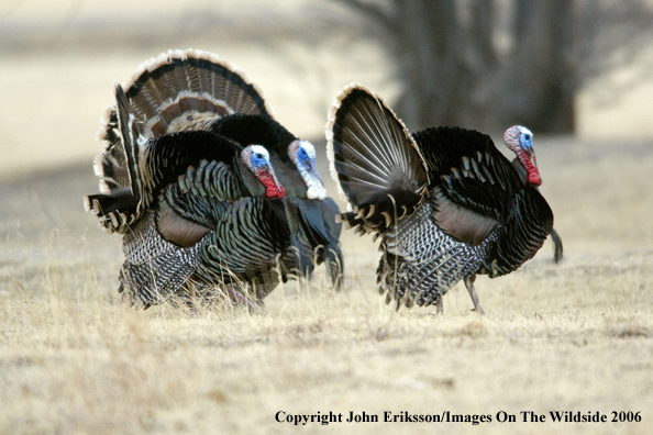 Rio Grande Turkeys in habitat. 