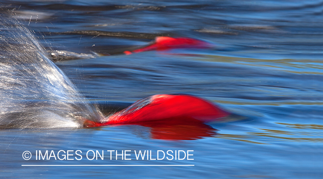 Alaskan Sockeye Salmon