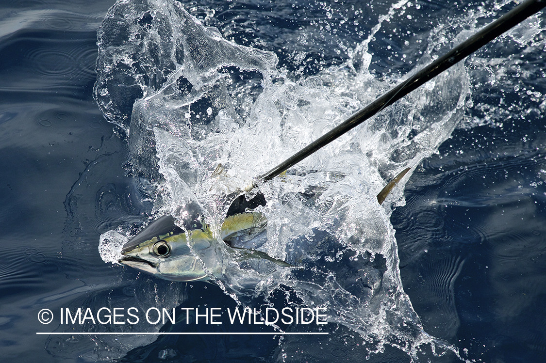 Deep sea fisherman with tuna on line.