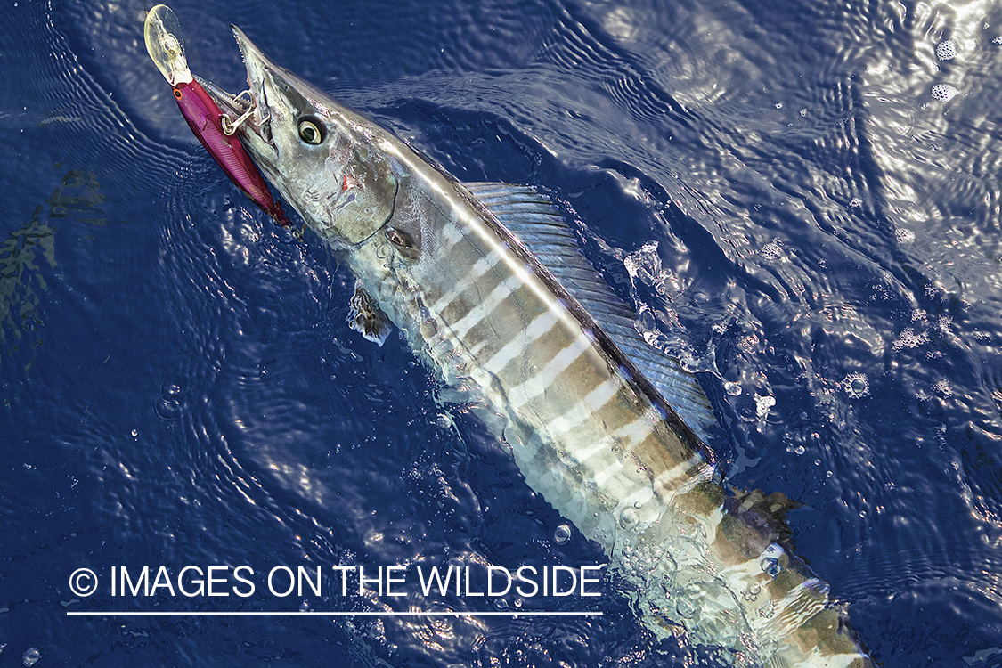 Deep sea fisherman with wahoo on line.