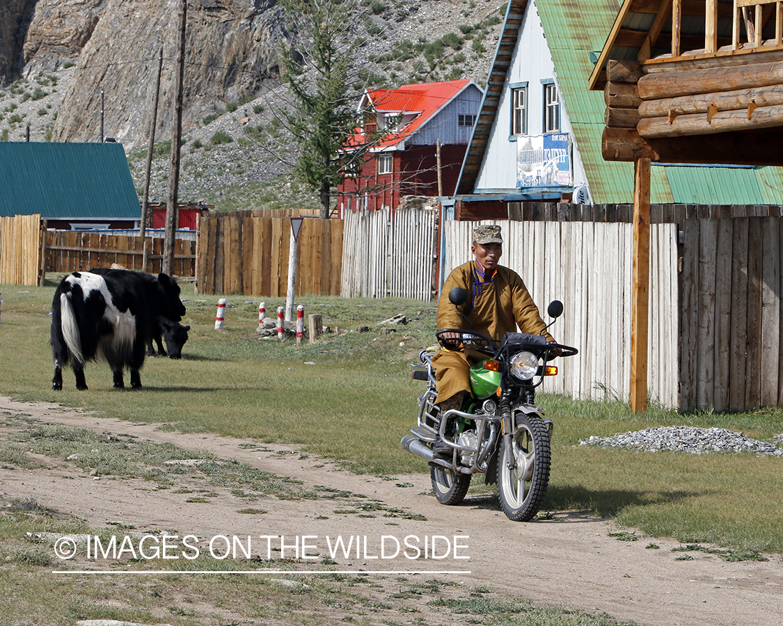 Mongolian man driving motor bike.