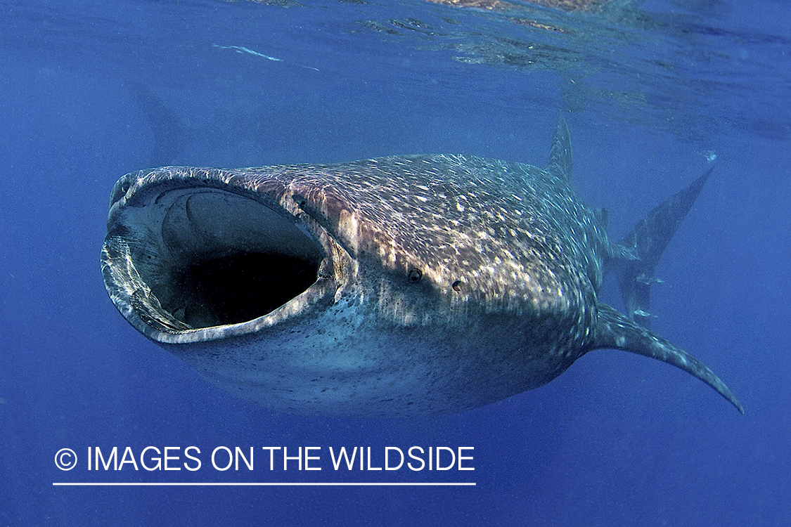 Whale Shark in open ocean.