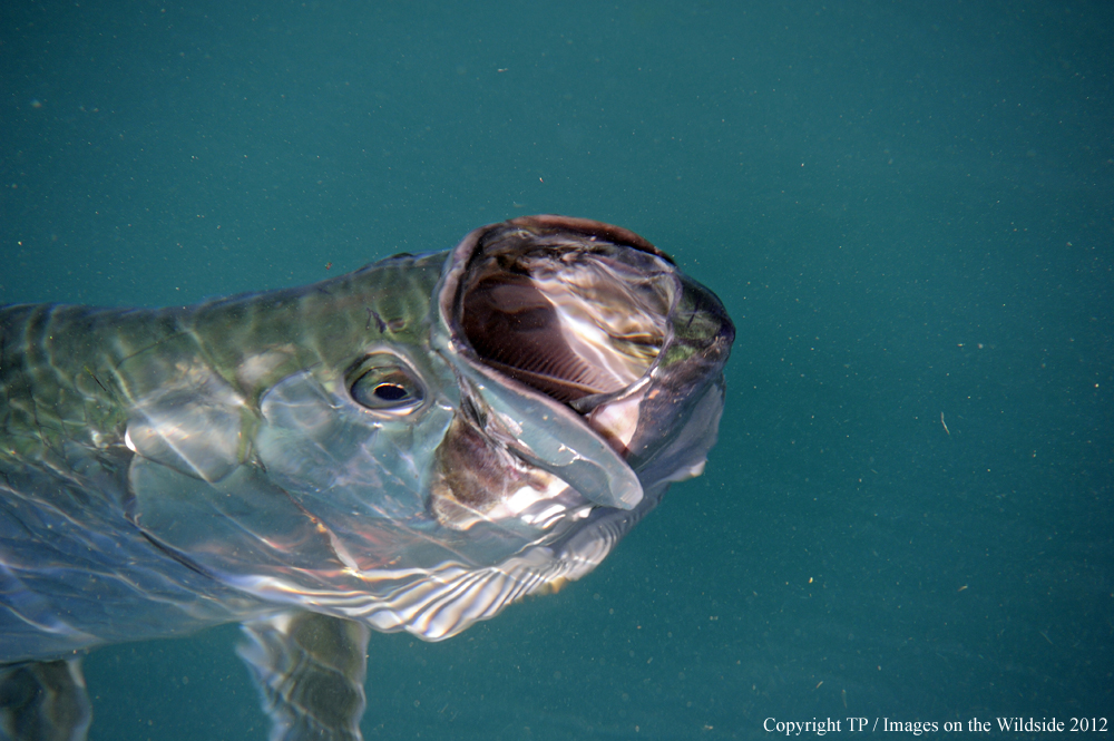 Tarpon in water. 