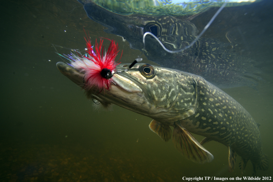 Northern Pike with fly. 